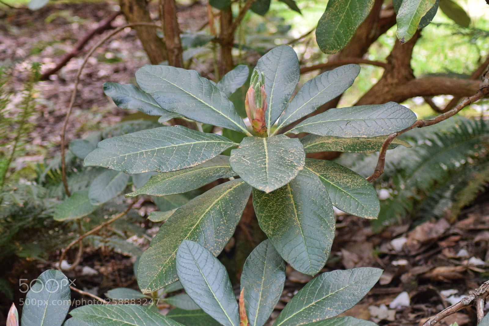Nikon D3300 sample photo. Big leaf rhodedendron photography