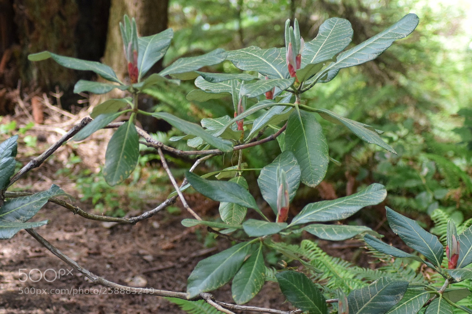 Nikon D3300 sample photo. Big leaf species opening photography
