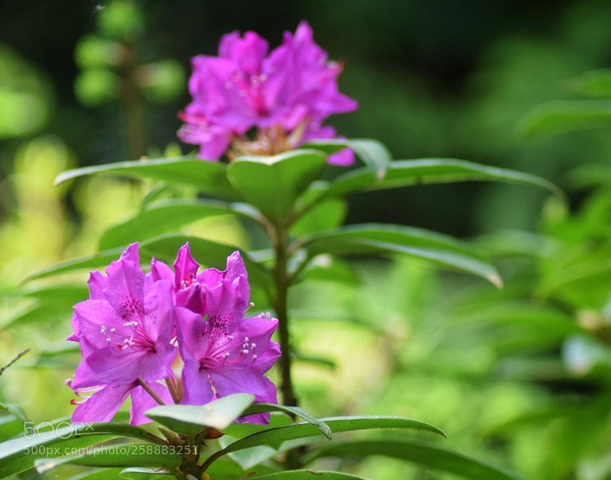 Nikon D3300 sample photo. Bright purple rhodedendrons photography