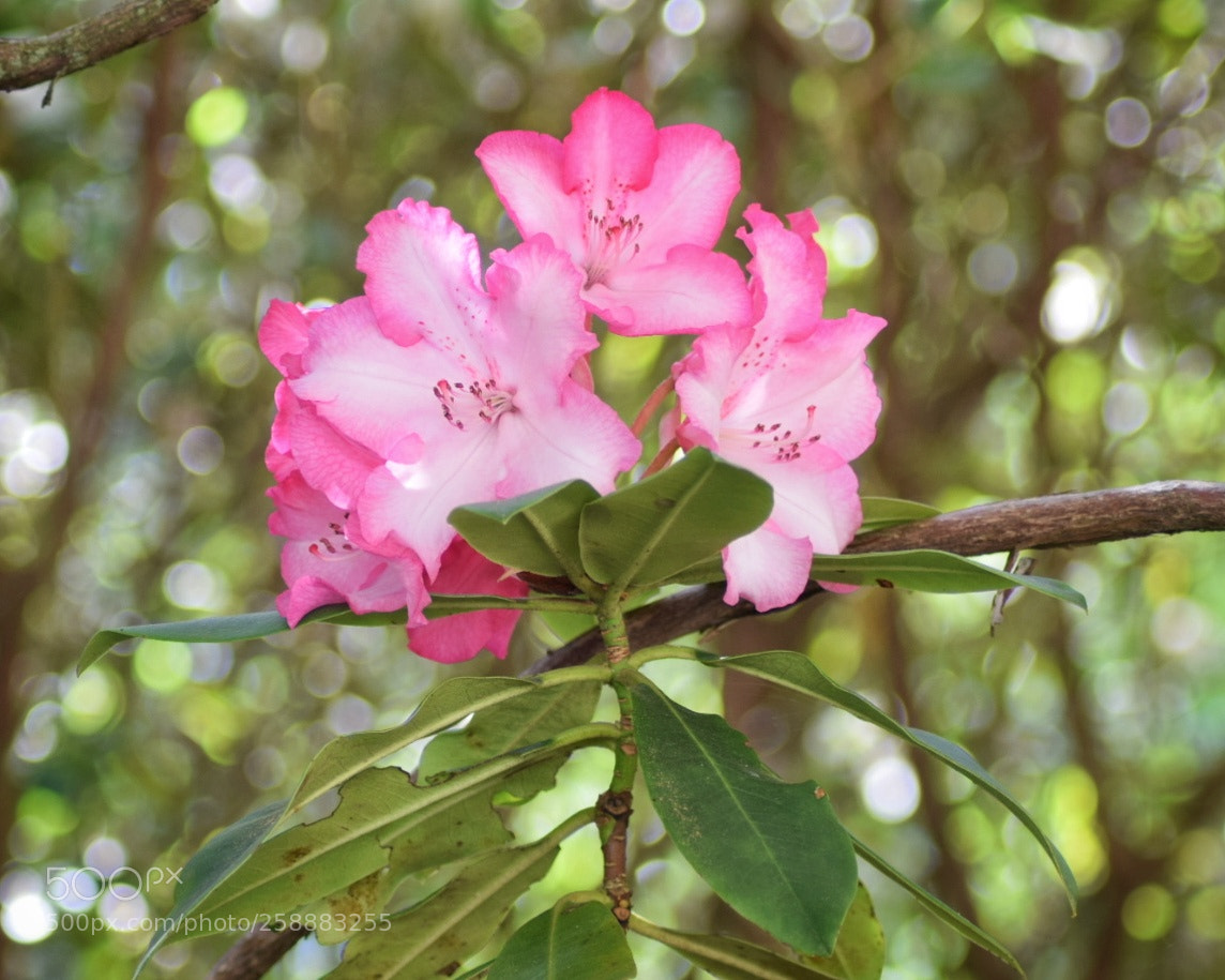 Nikon D3300 sample photo. Original walloper 'lem's monarch' photography