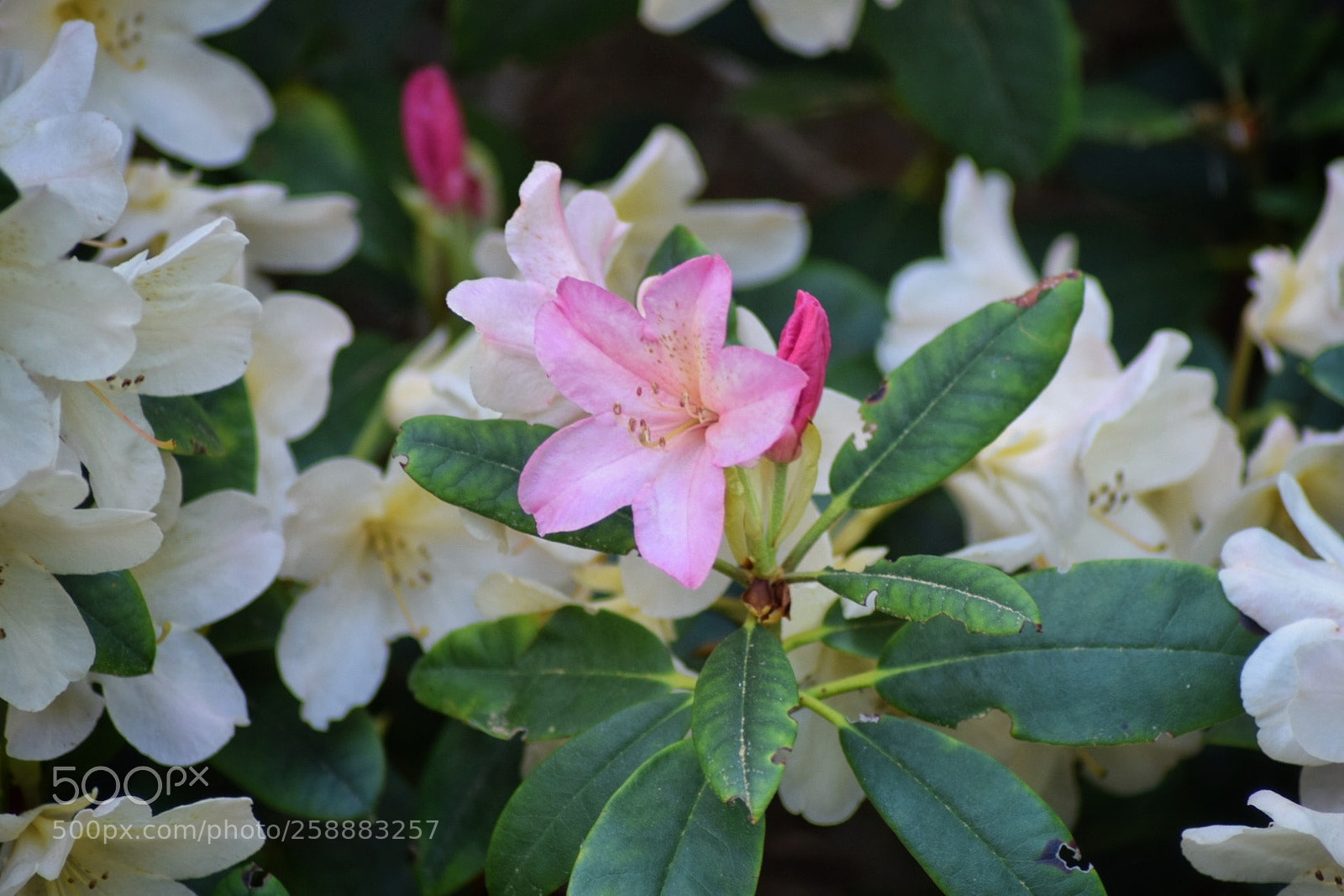 Nikon D3300 sample photo. Percy wiseman photography