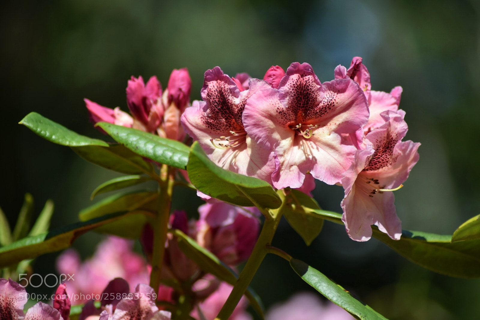 Nikon D3300 sample photo. Pink and yellow rhodedendron photography