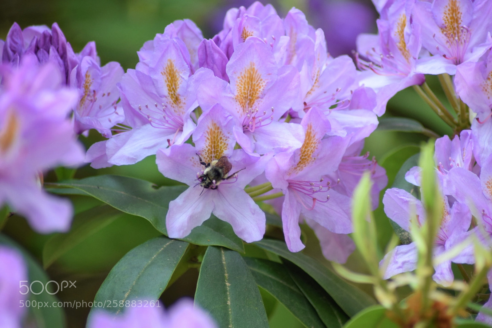 Nikon D3300 sample photo. Grandiflorum photography
