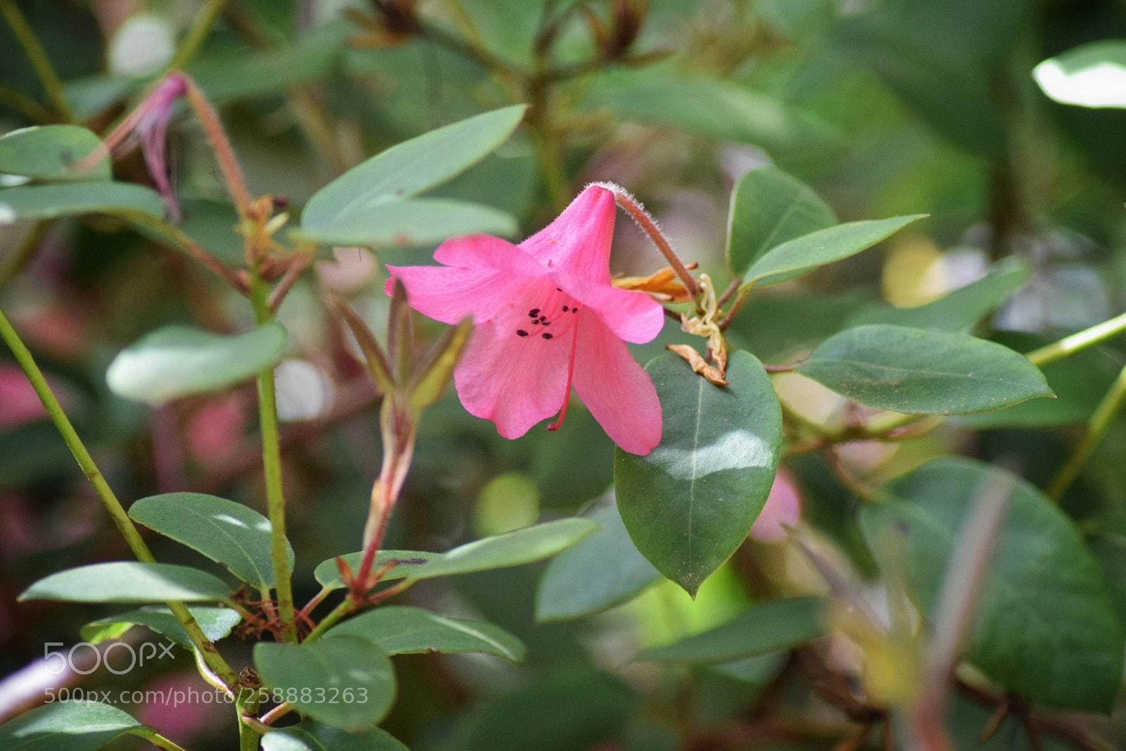 Nikon D3300 sample photo. Delicate pink single bloom photography