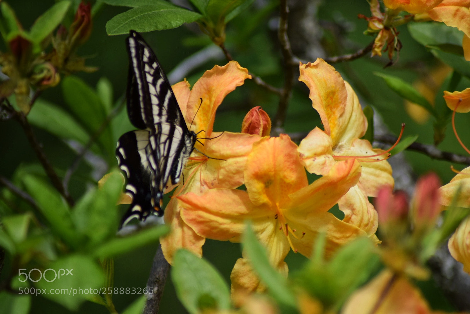 Nikon D3300 sample photo. Butterfly on orange azalea photography