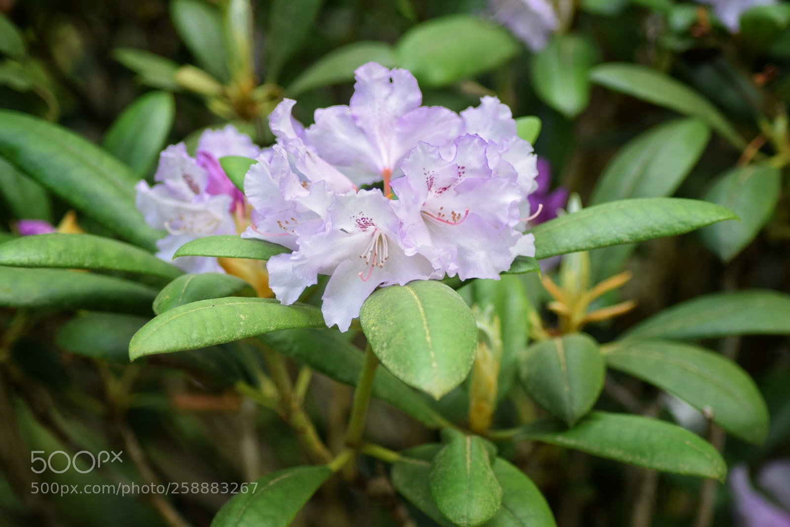 Nikon D3300 sample photo. Lavender rhodedendron photography