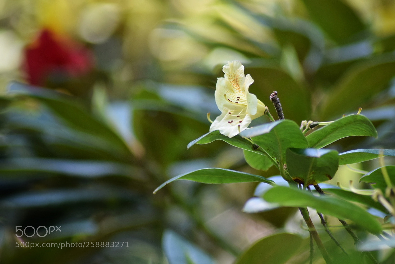 Nikon D3300 sample photo. Golden witt photography