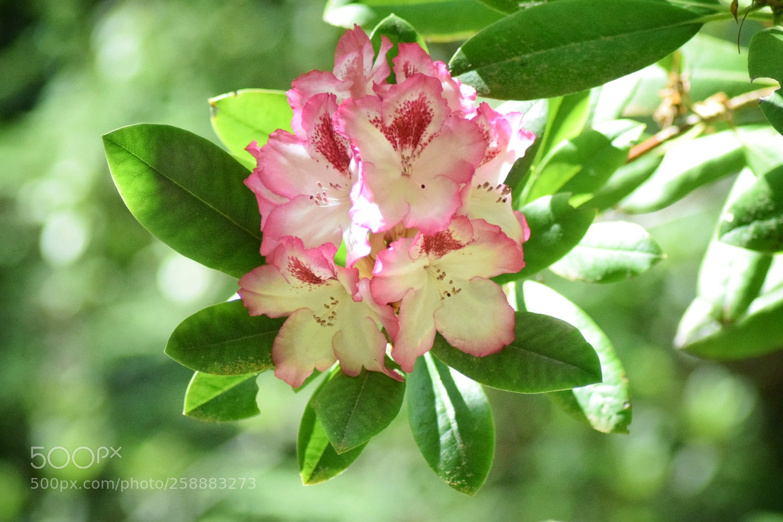 Nikon D3300 sample photo. White rhodedendron with pink photography