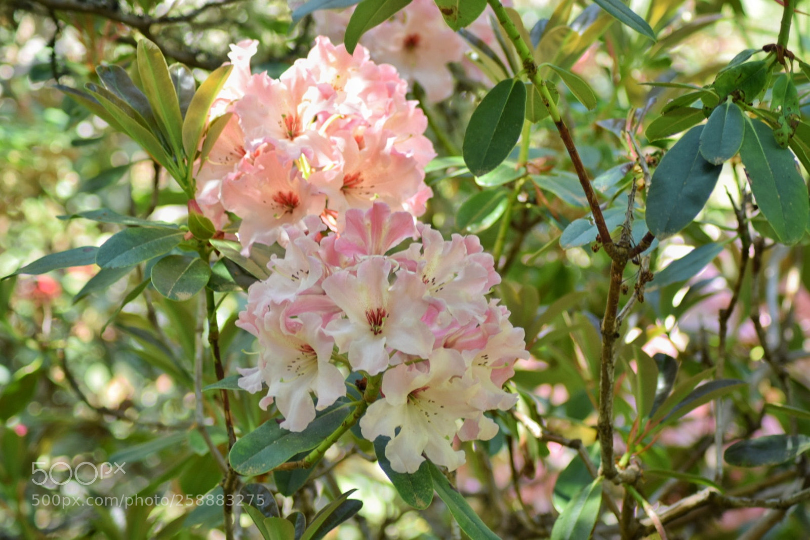 Nikon D3300 sample photo. Lem's cameo photography