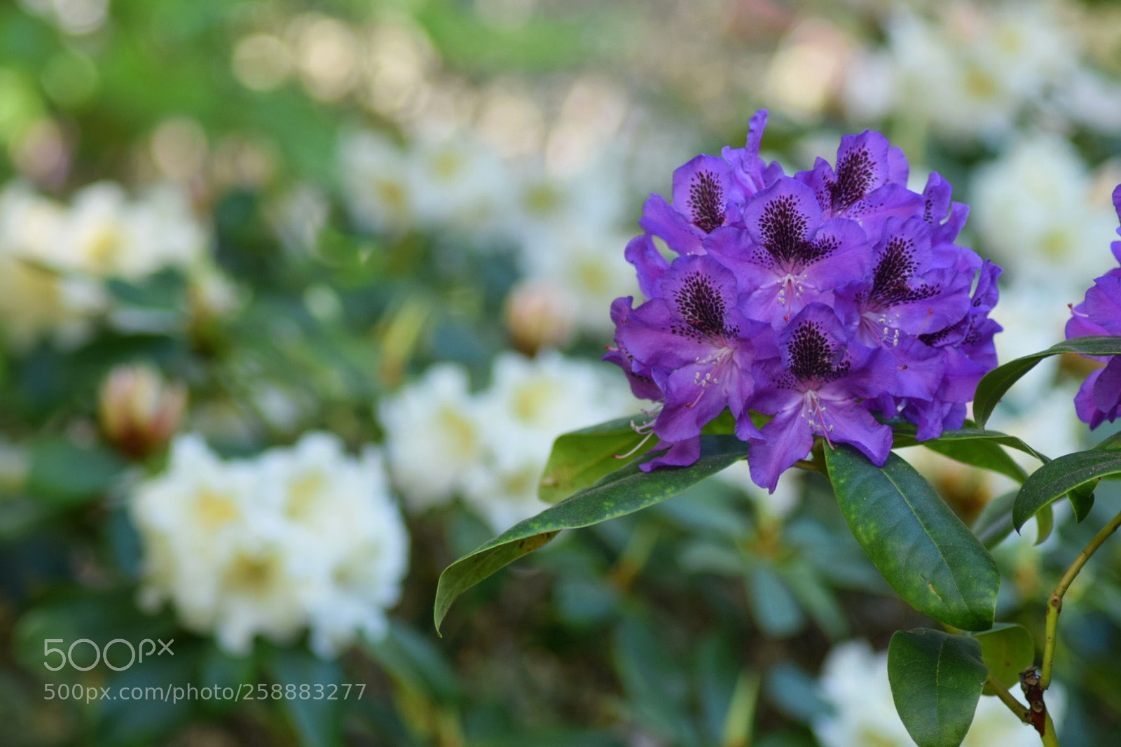 Nikon D3300 sample photo. Blue boy photography