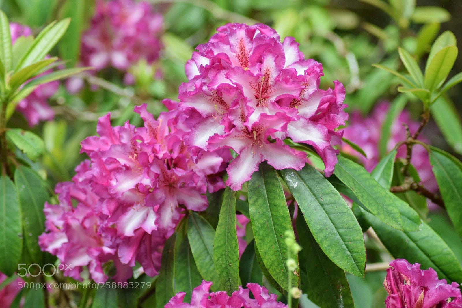 Nikon D3300 sample photo. Pink and white rhodedendron photography