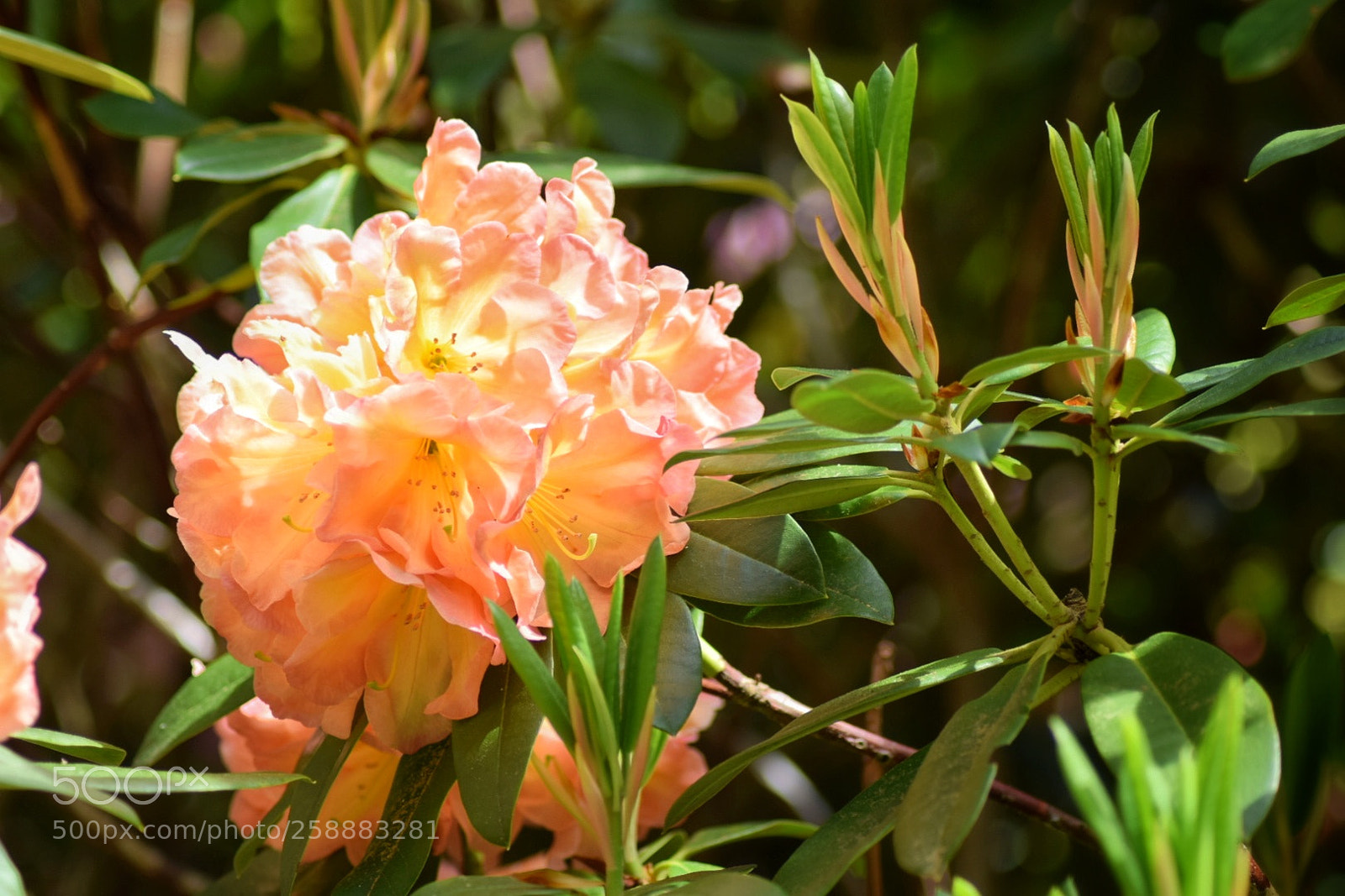 Nikon D3300 sample photo. Sungold photography