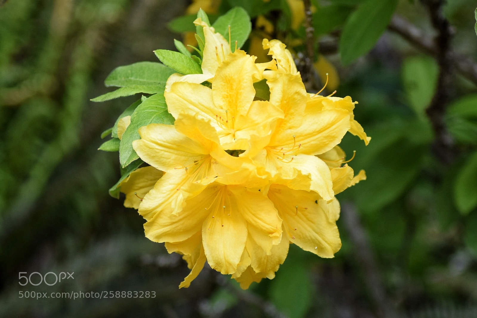 Nikon D3300 sample photo. Yellow azalea photography