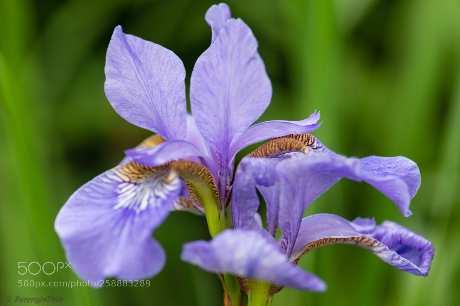 Nikon D850 sample photo. Schwertlilie photography