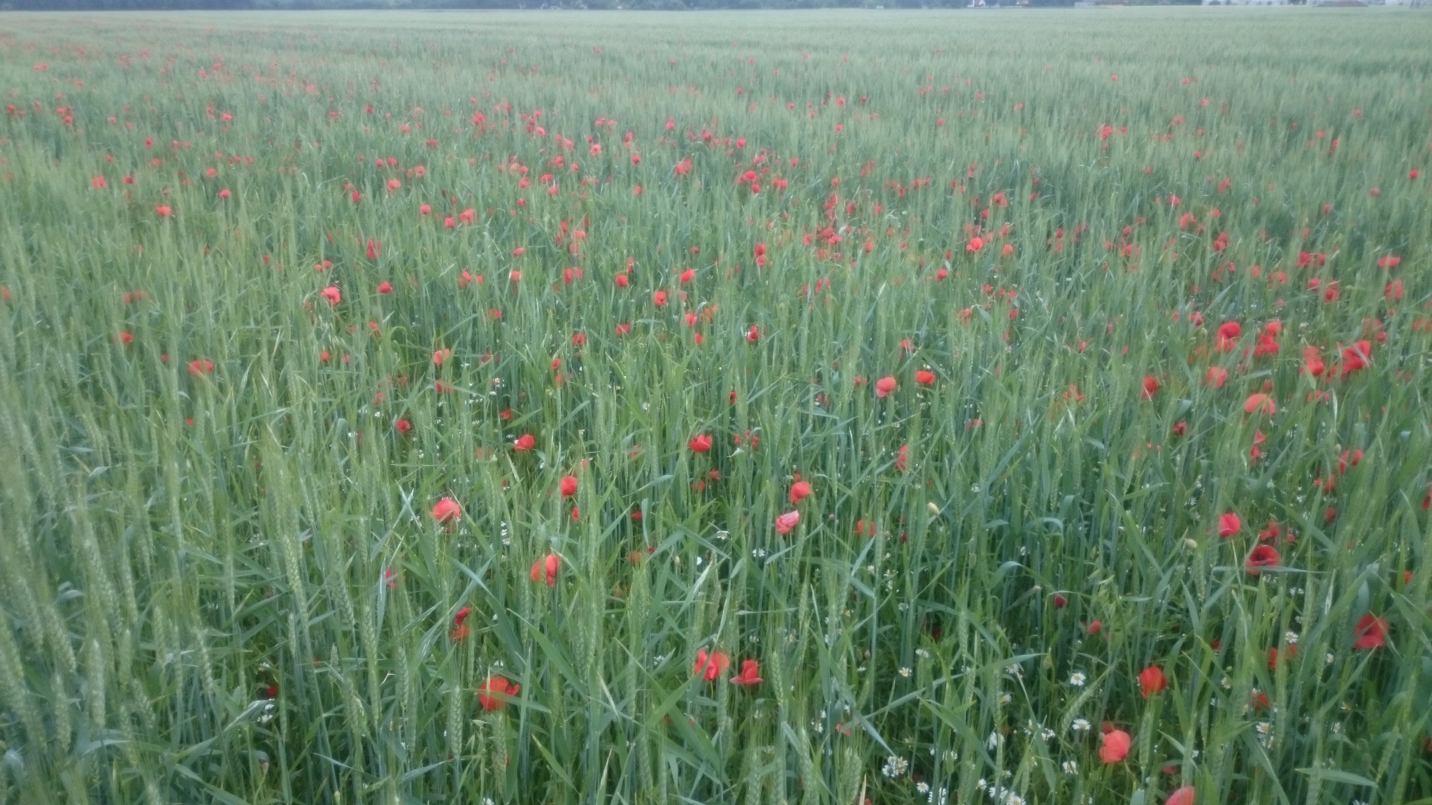 Sony Xperia Z2 sample photo