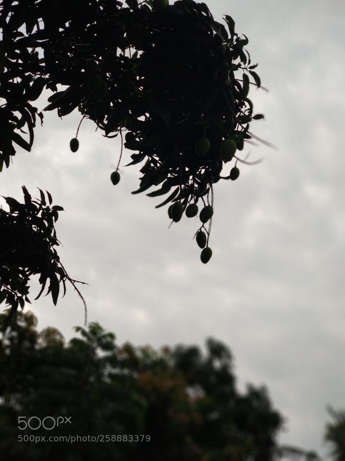 Xiaomi Mi A1 sample photo. Untitled photography