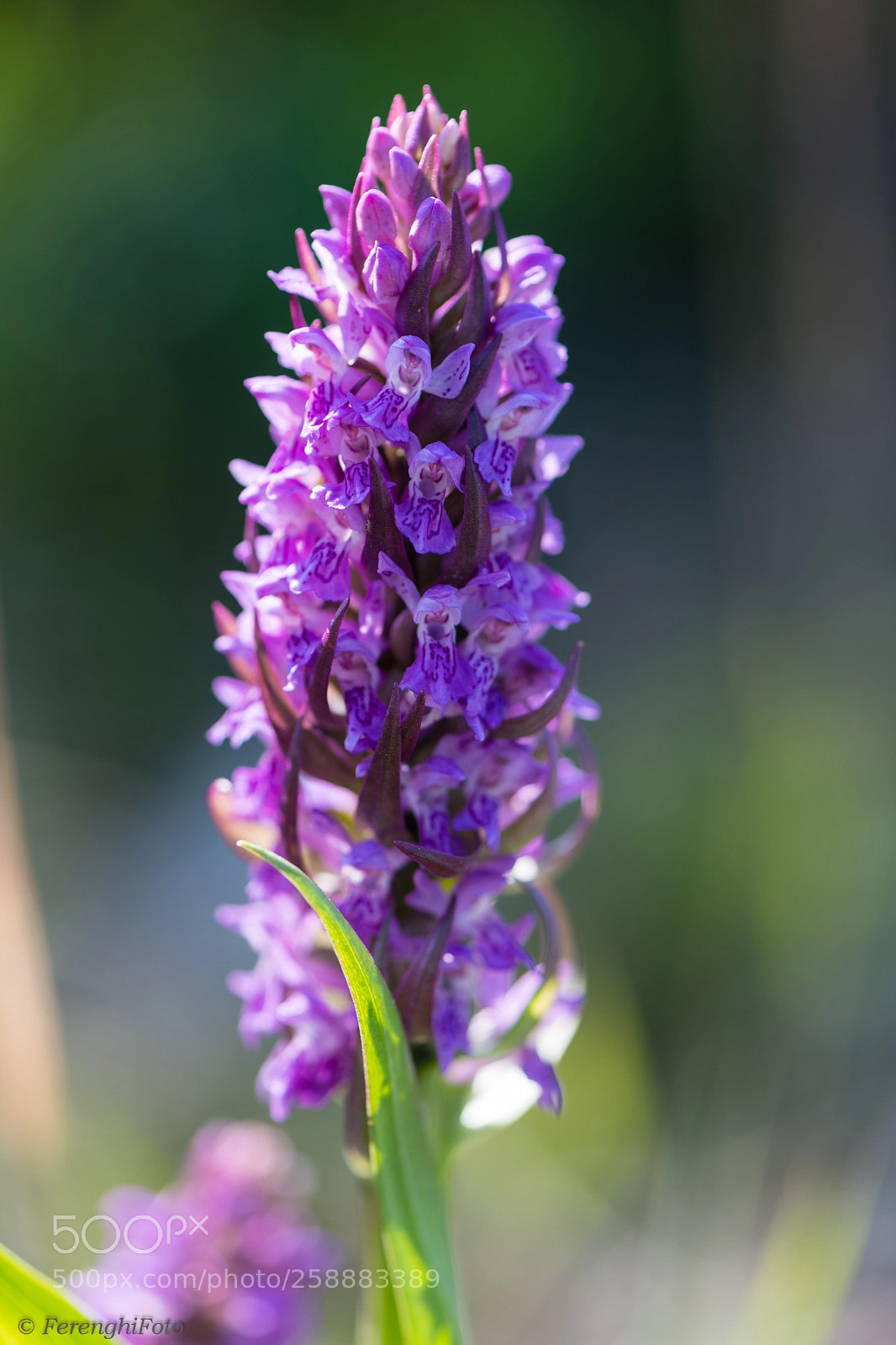 Nikon D850 sample photo. Knabenkraut photography