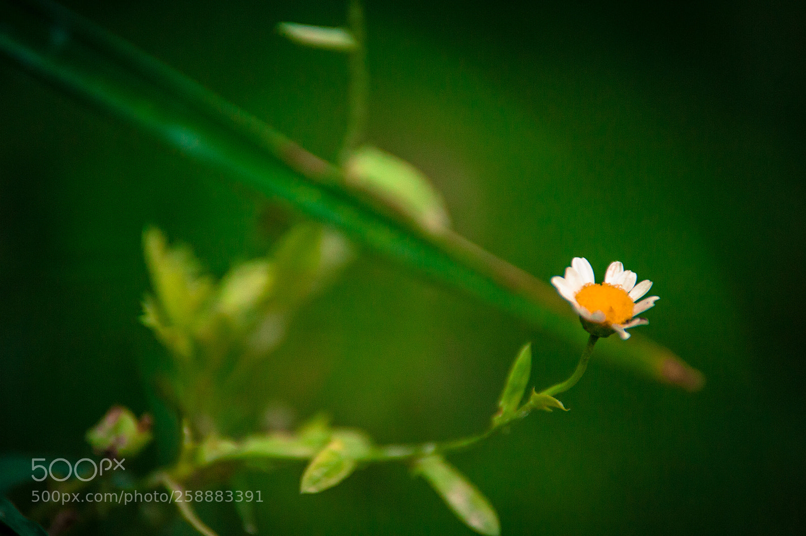 Nikon D700 sample photo. Isolated photography