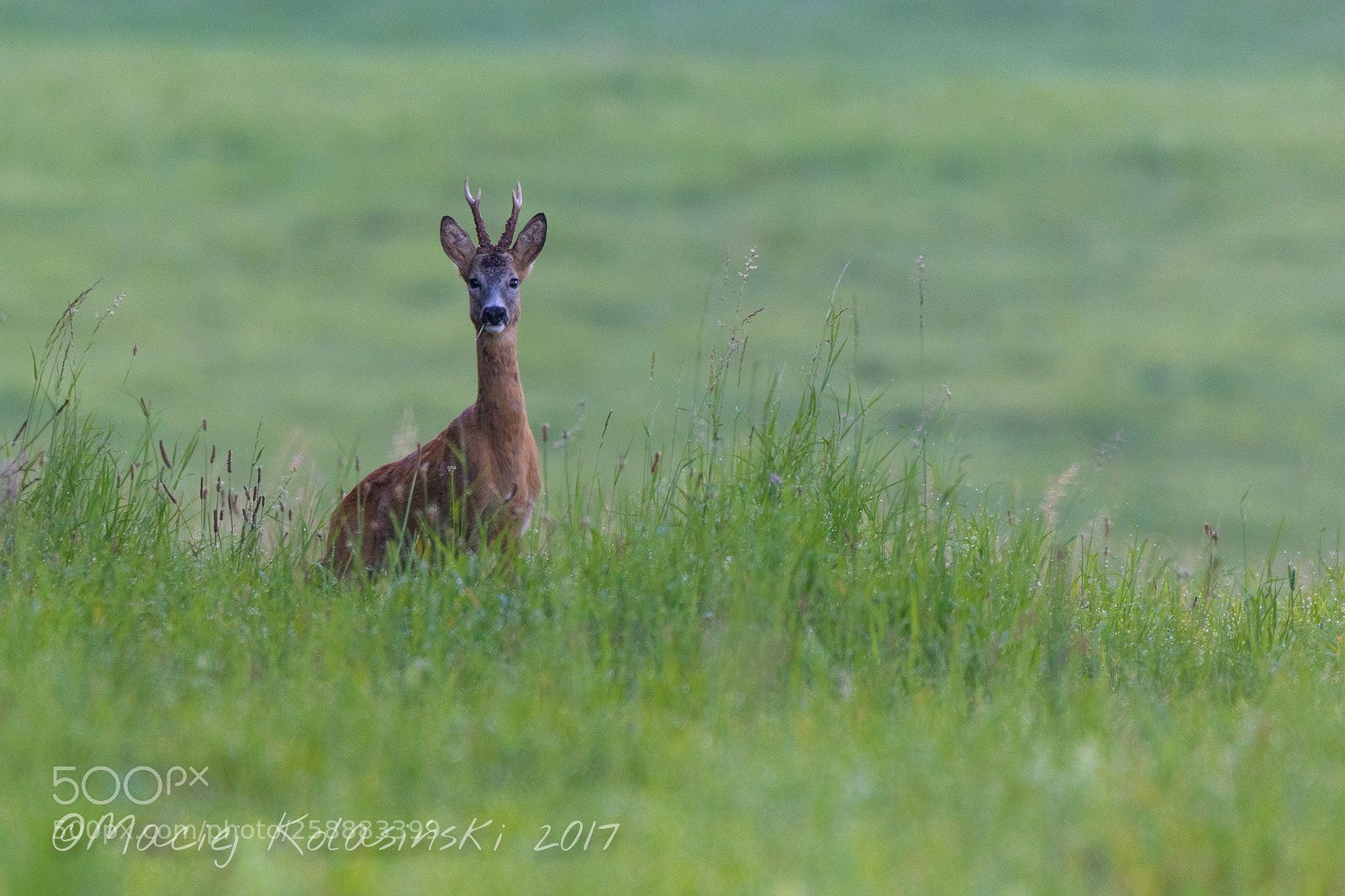 Canon EOS 7D Mark II sample photo. Roe deer early morning photography
