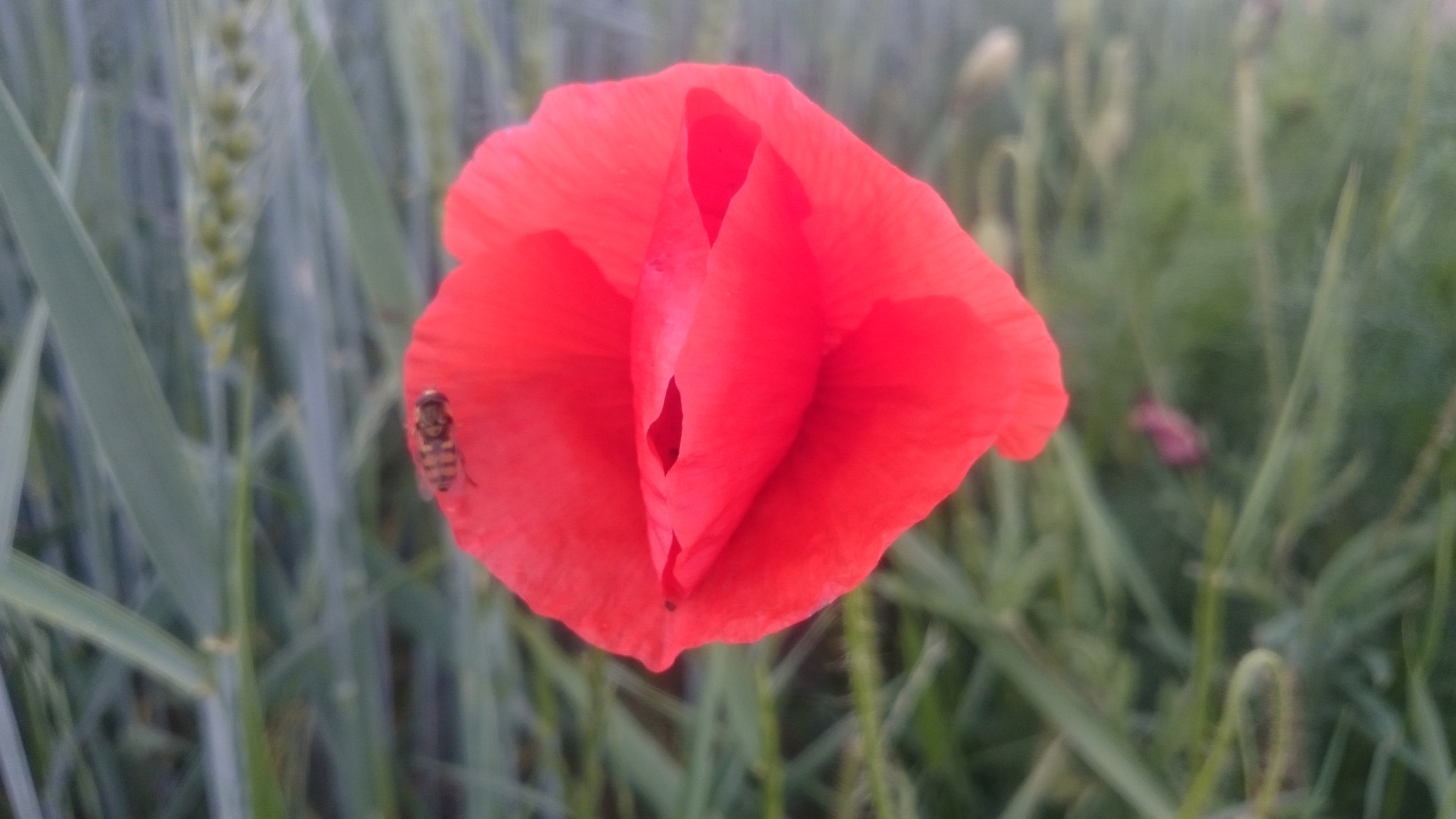 Sony Xperia Z2 sample photo