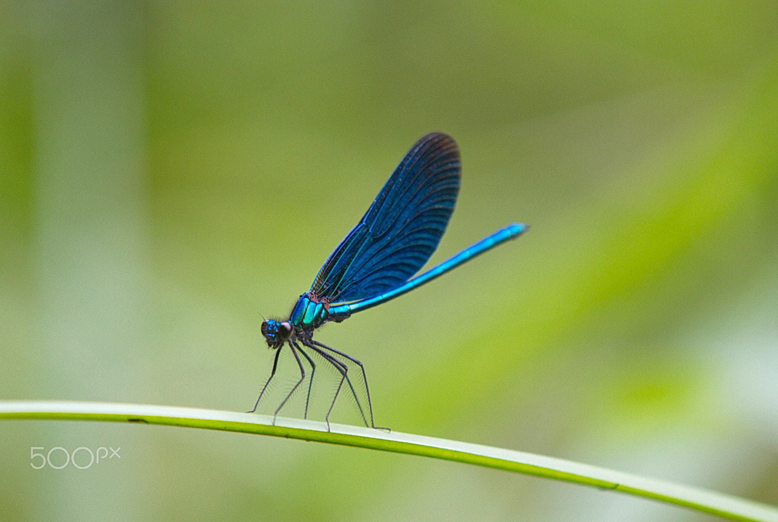 Canon EOS 7D + Sigma 70-200mm F2.8 EX DG OS HSM sample photo. Img photography