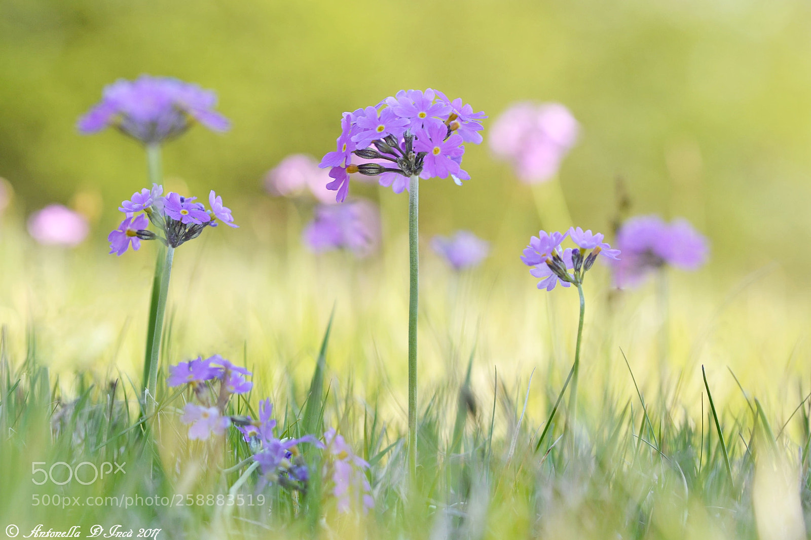 Nikon D3100 sample photo. Primula polverosa photography