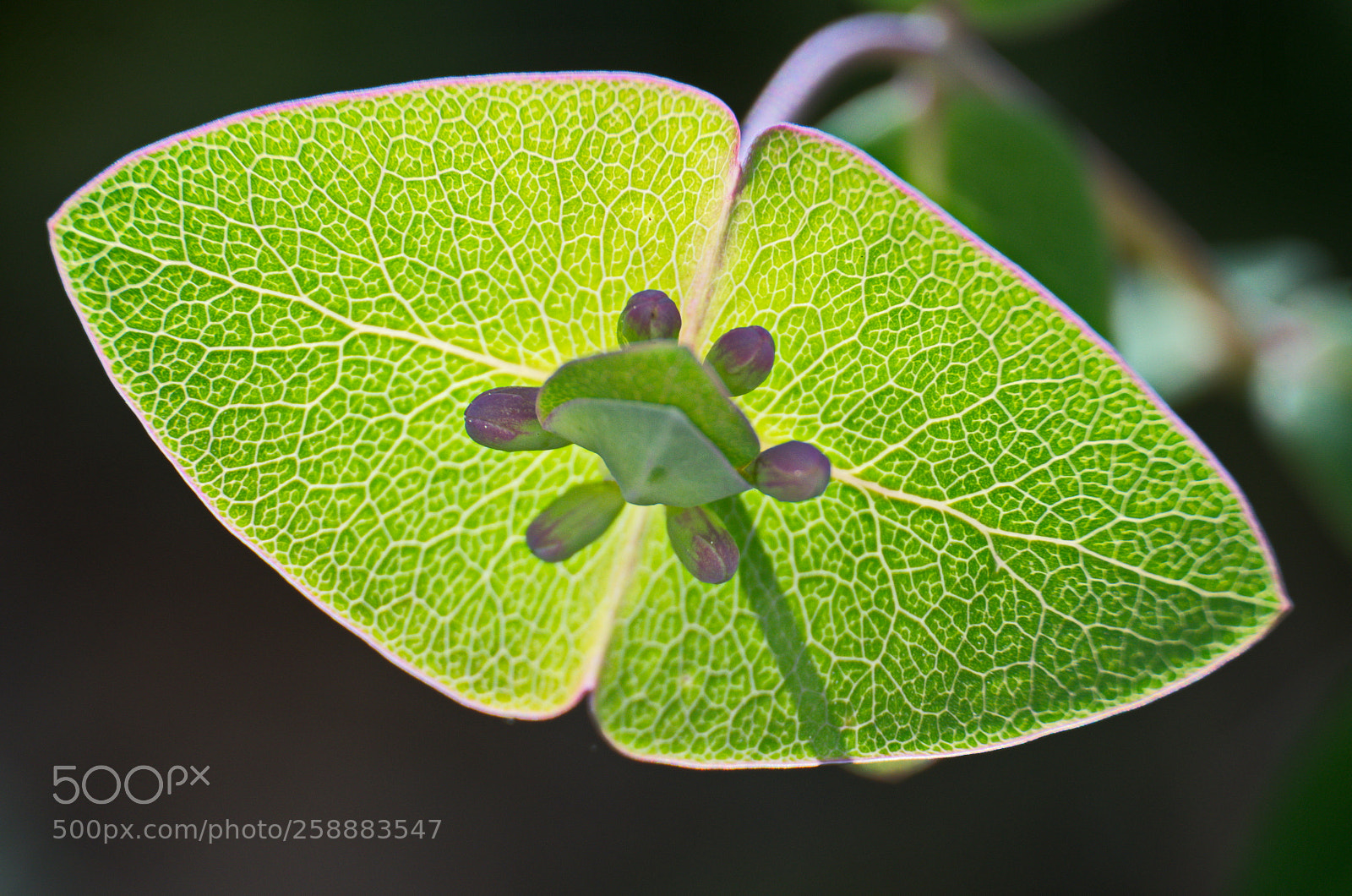 Nikon D7000 sample photo. Bud photography