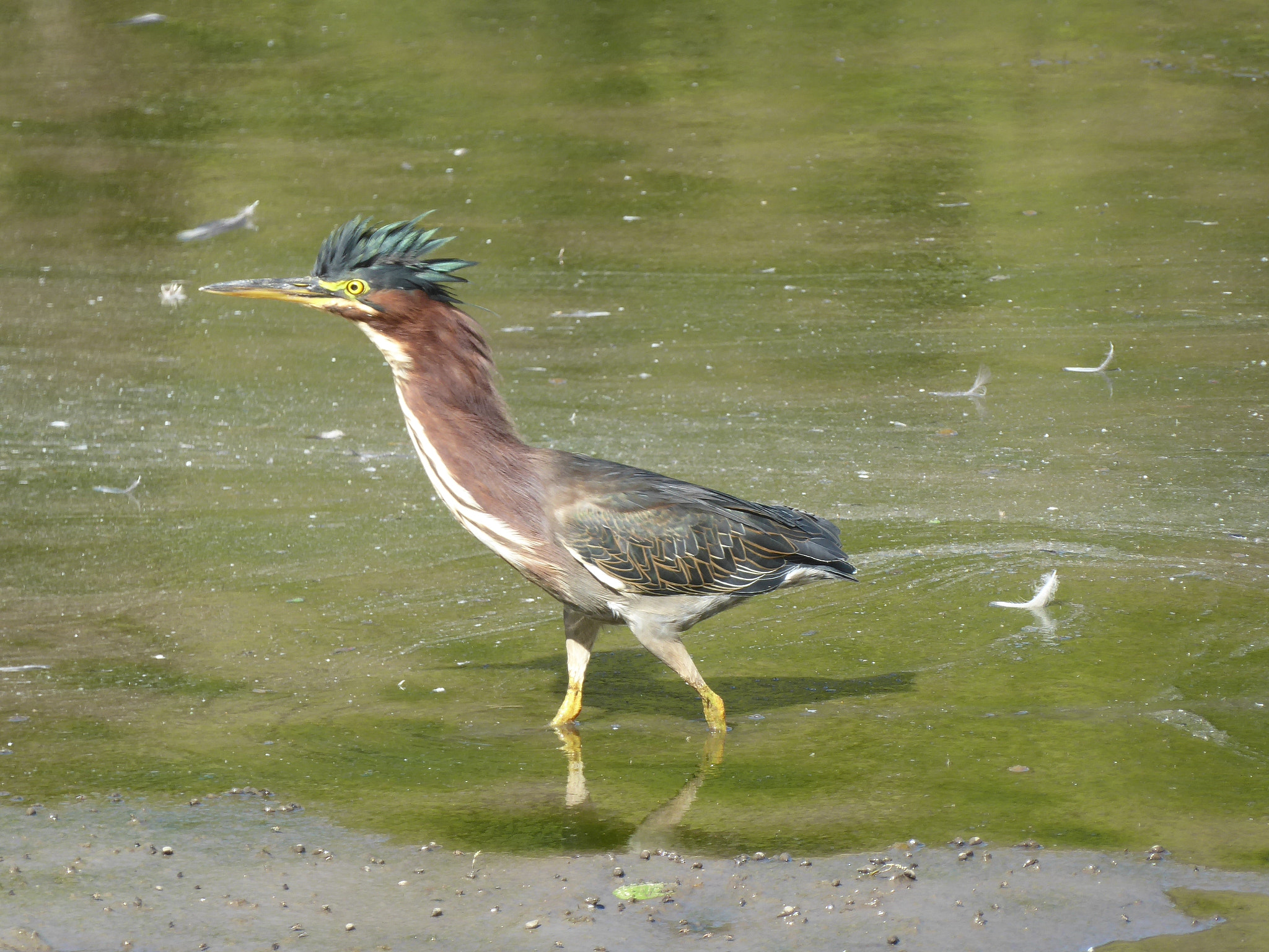 Panasonic Lumix DMC-ZS50 (Lumix DMC-TZ70) sample photo. Territorial green heron photography