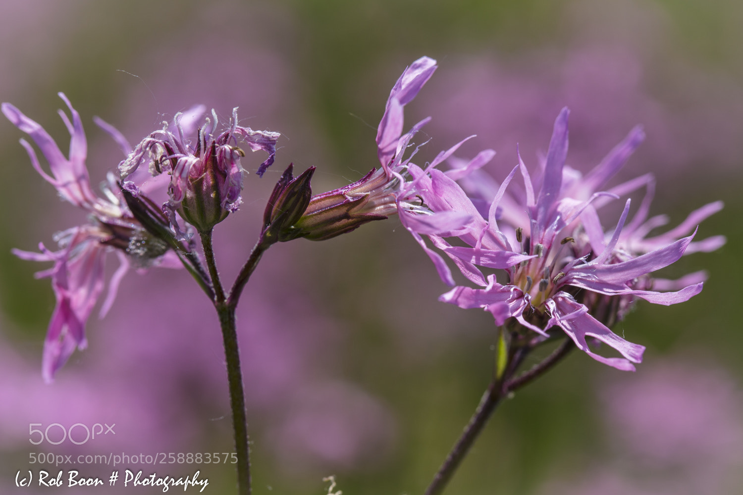 Canon EOS 5DS sample photo. Koekoeksbloem 1 photography