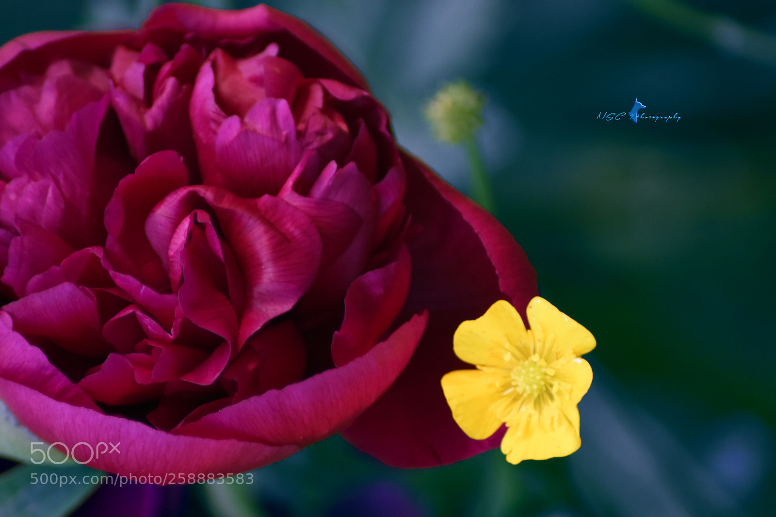 Nikon D5500 sample photo. ➖ nature & beauty ➖ photography