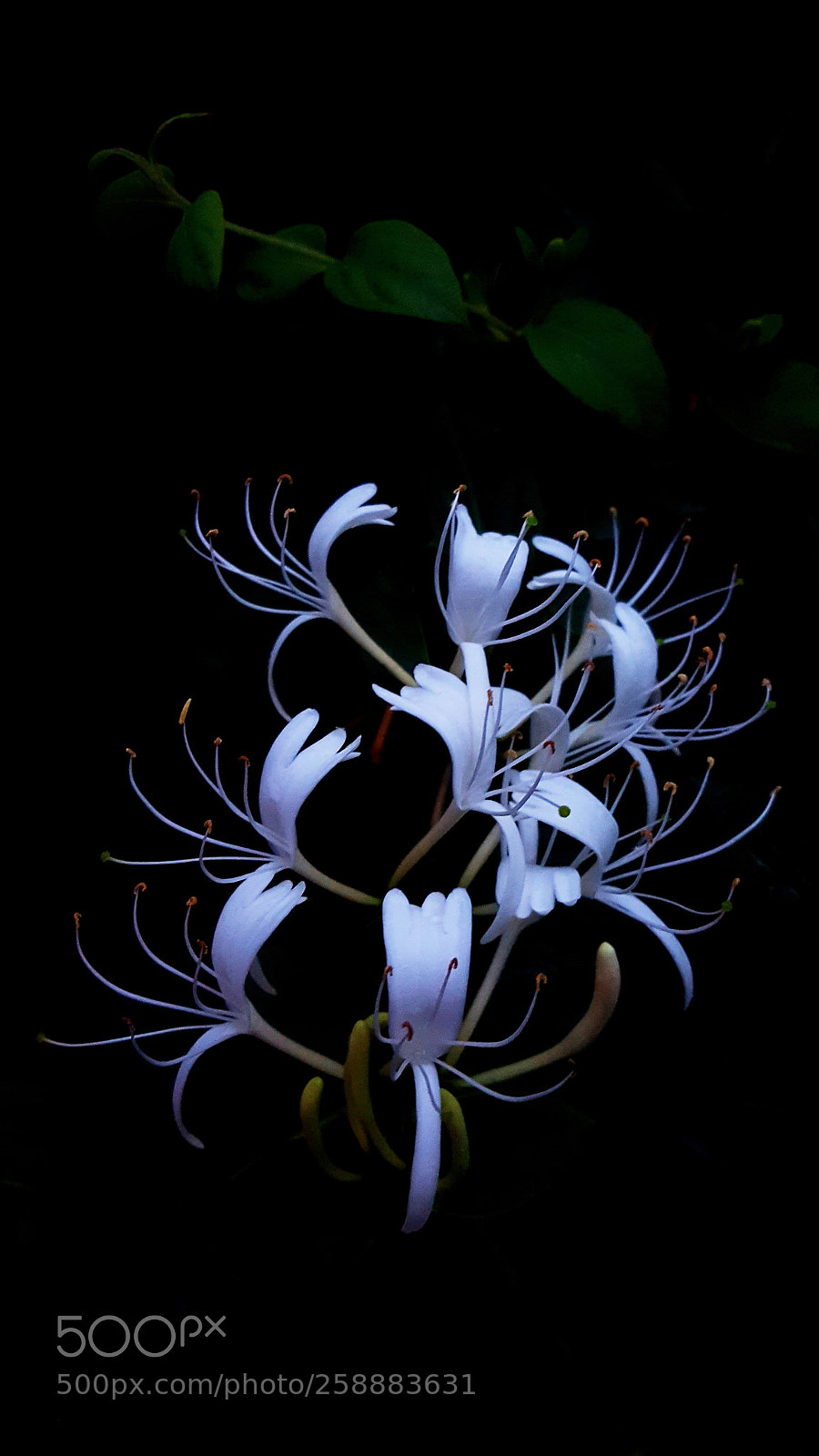 Samsung Galaxy S6 sample photo. Lonicera caprifolium photography