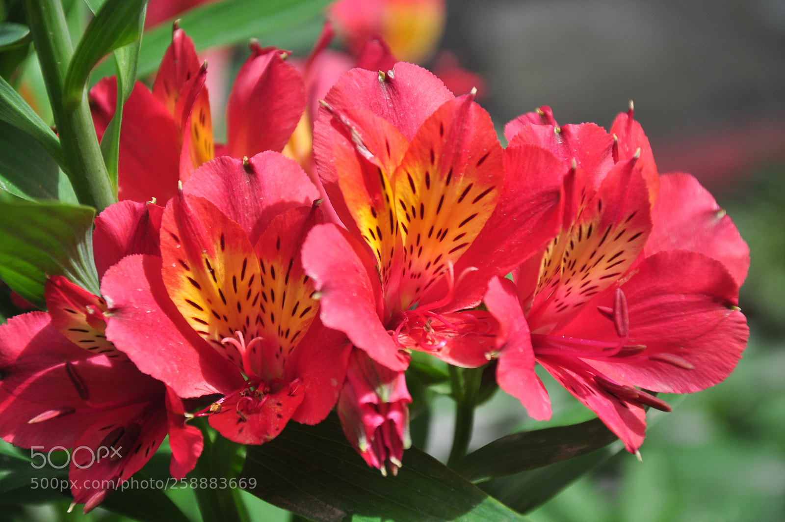 Nikon D90 sample photo. Lily photography