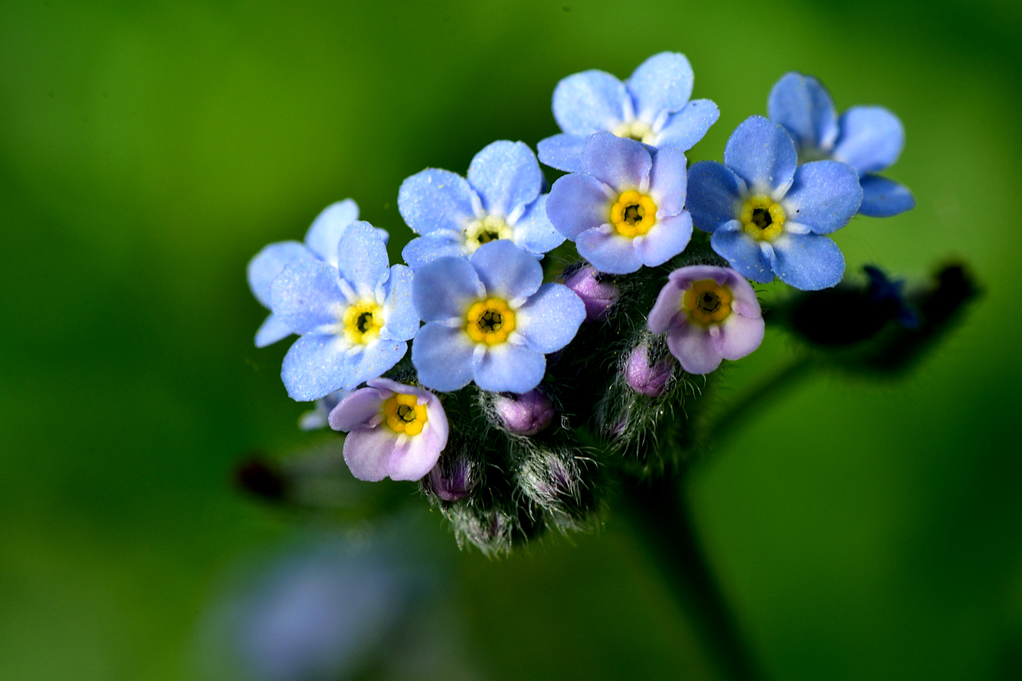 Nikon D5500 sample photo. Spring delicacies photography