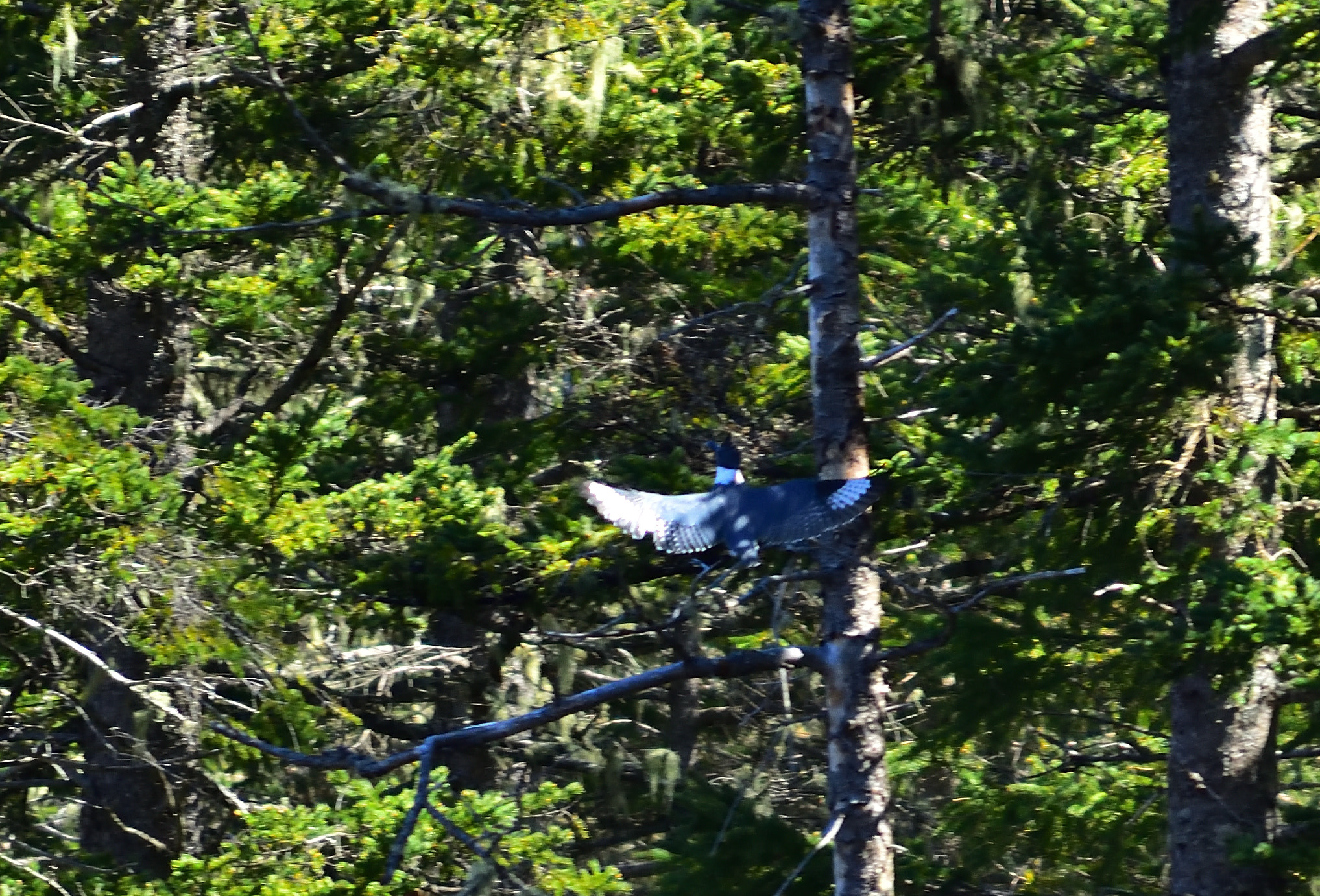 Nikon D3400 sample photo. Birding photography