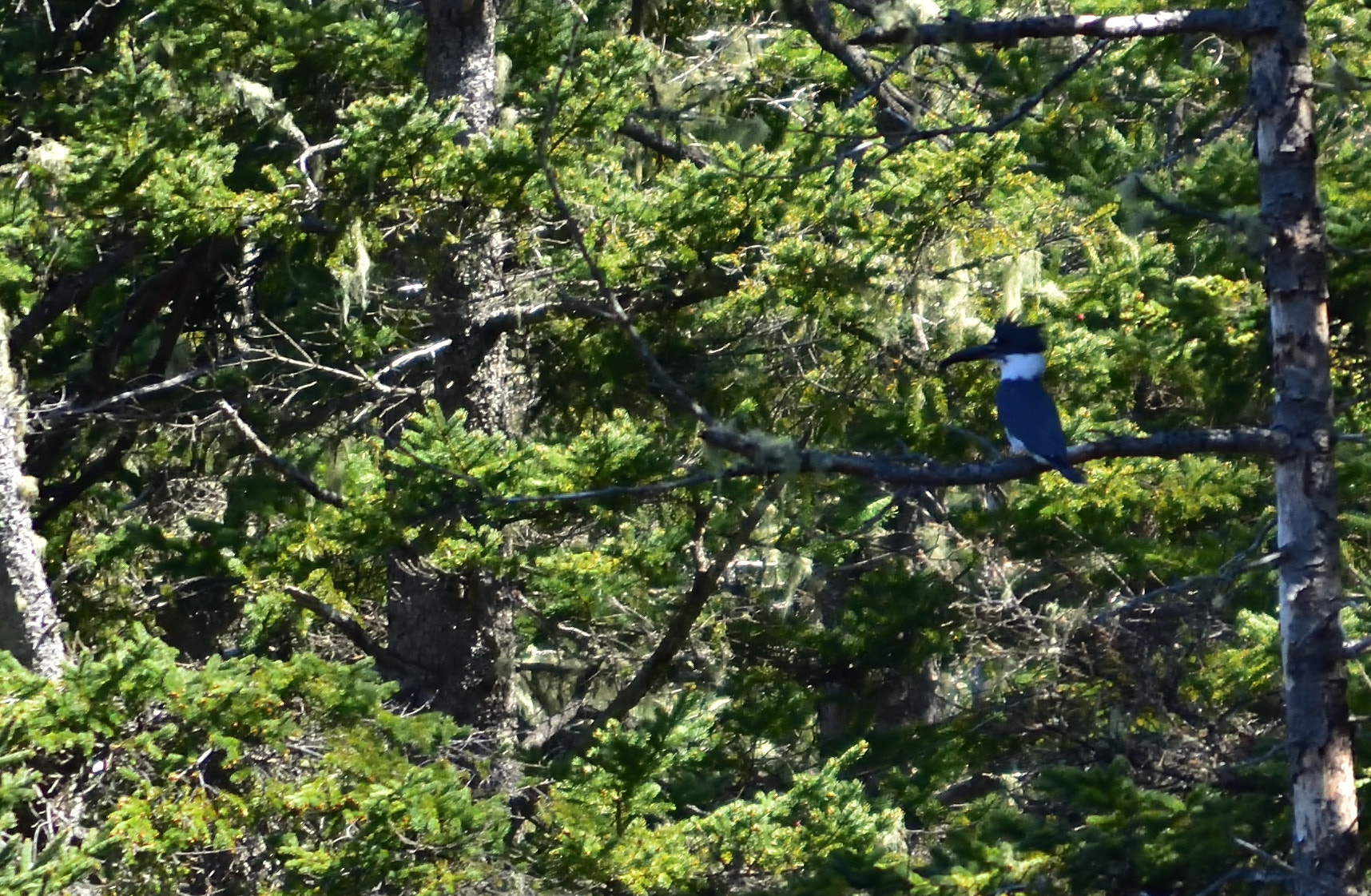 Nikon D3400 sample photo. Birding photography