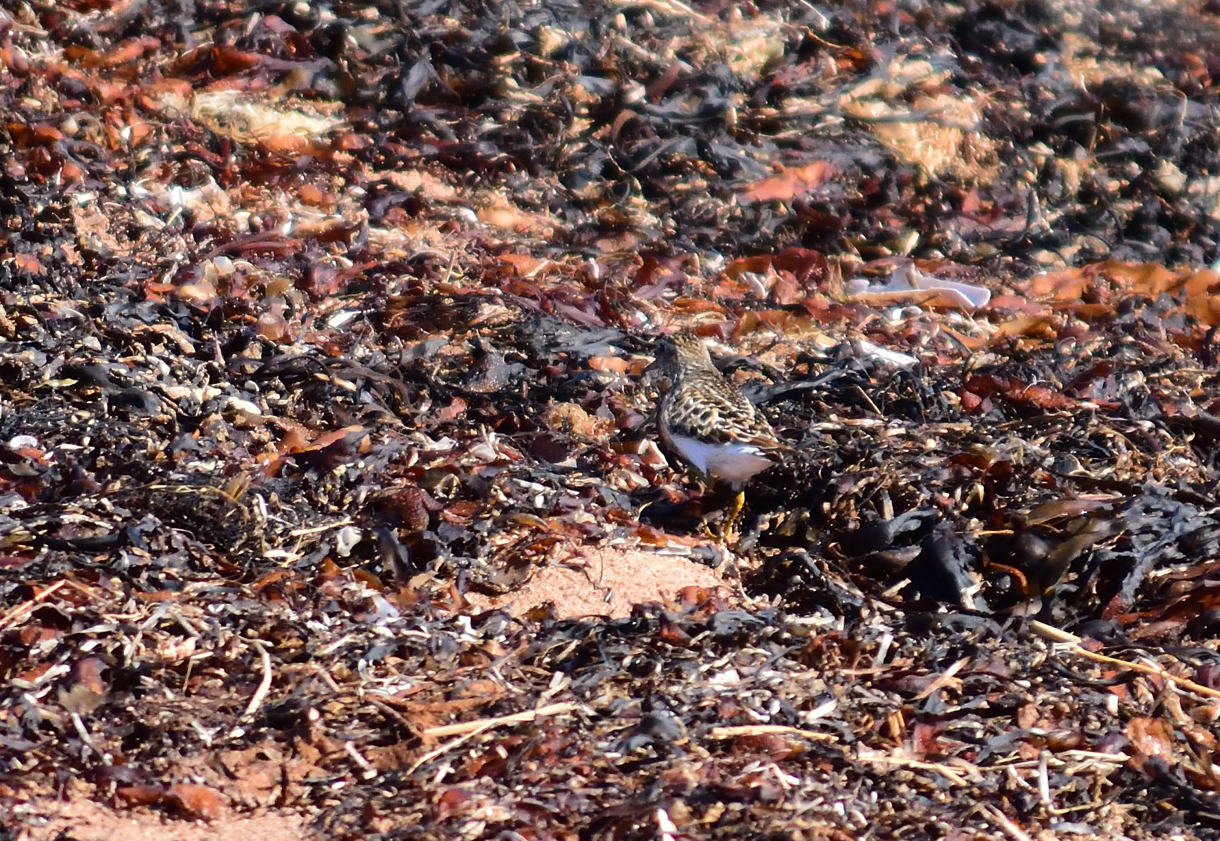 Nikon D3400 sample photo. Birding photography
