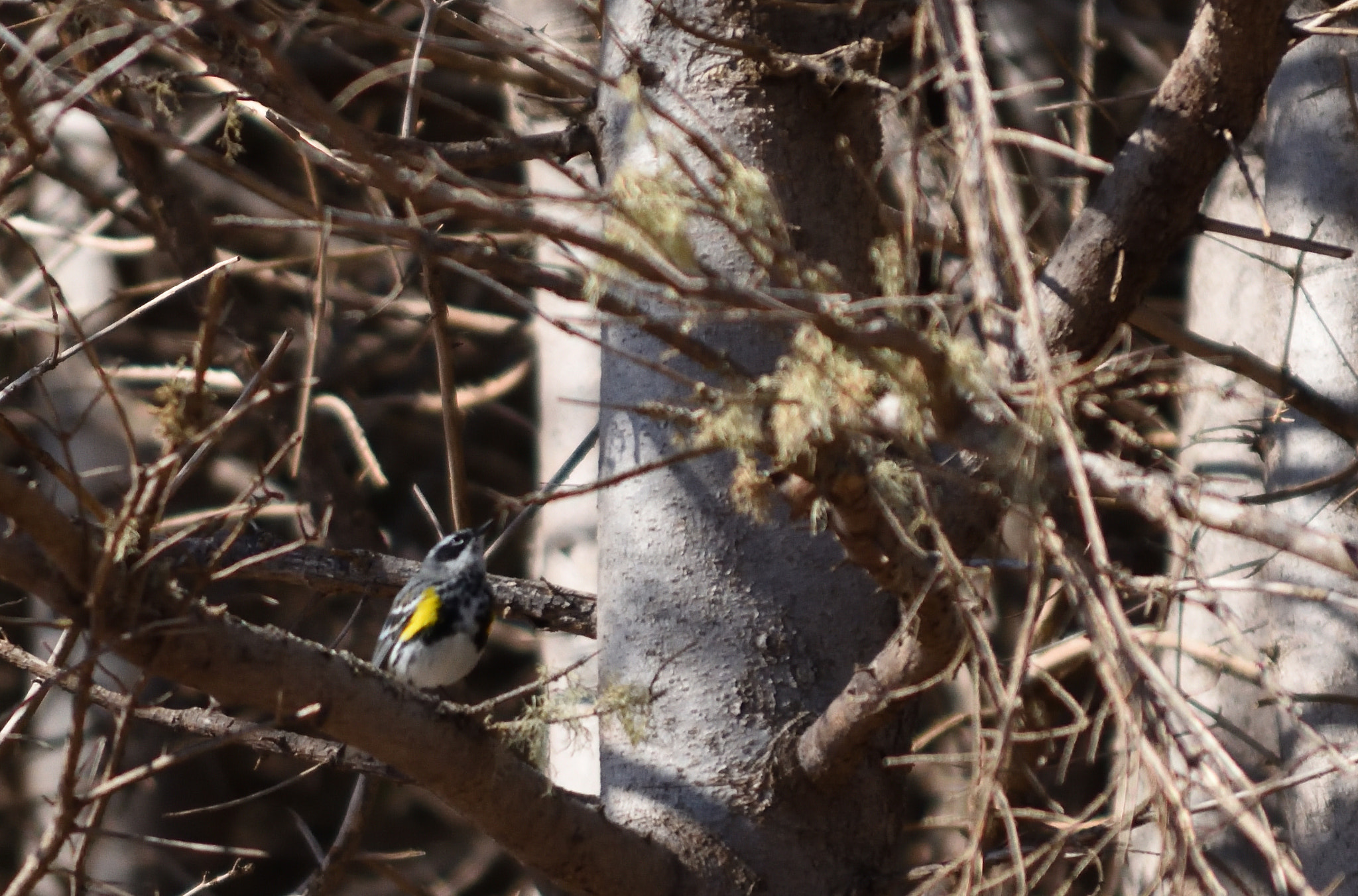 Nikon D3400 sample photo. Birding photography
