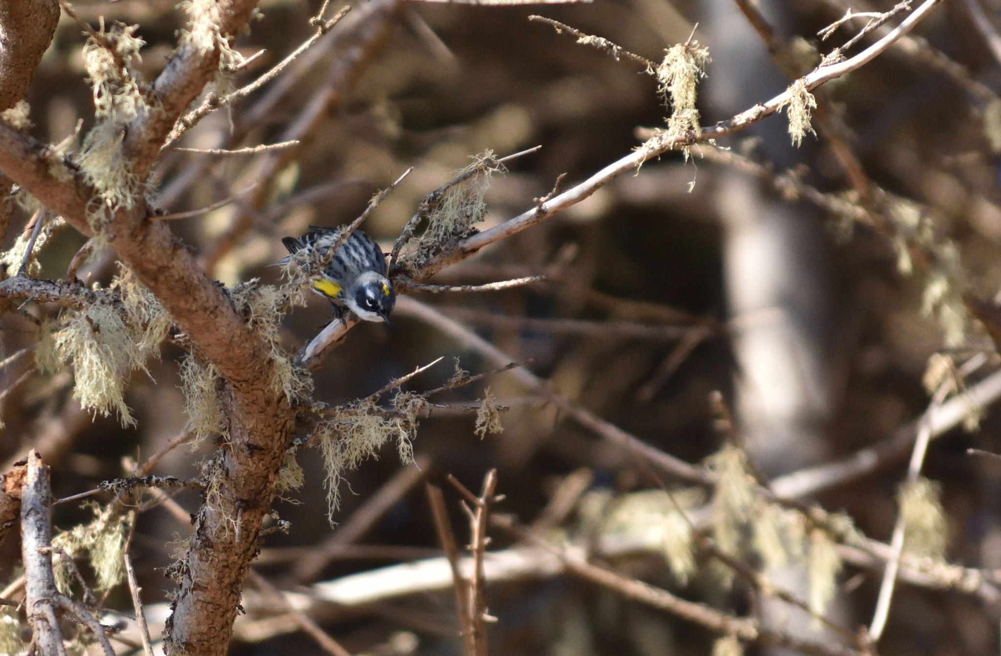 Nikon D3400 sample photo. Birding photography