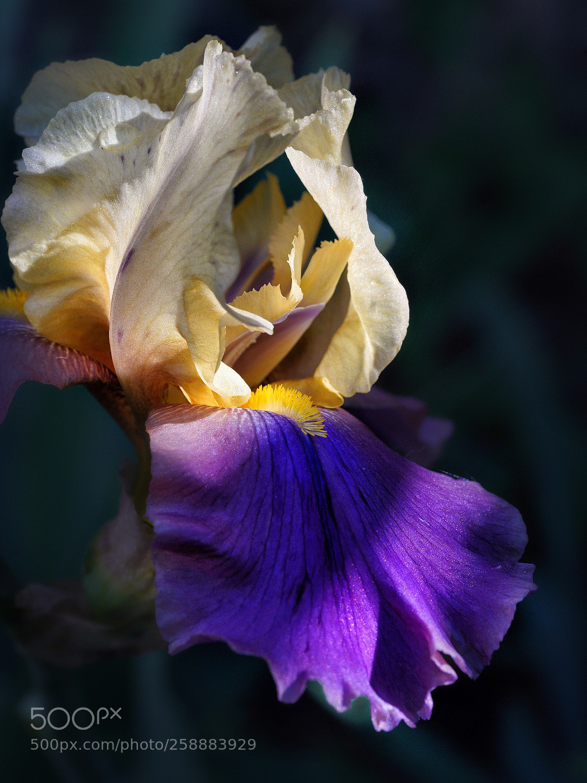 Sony a7 III sample photo. Iris spuria photography