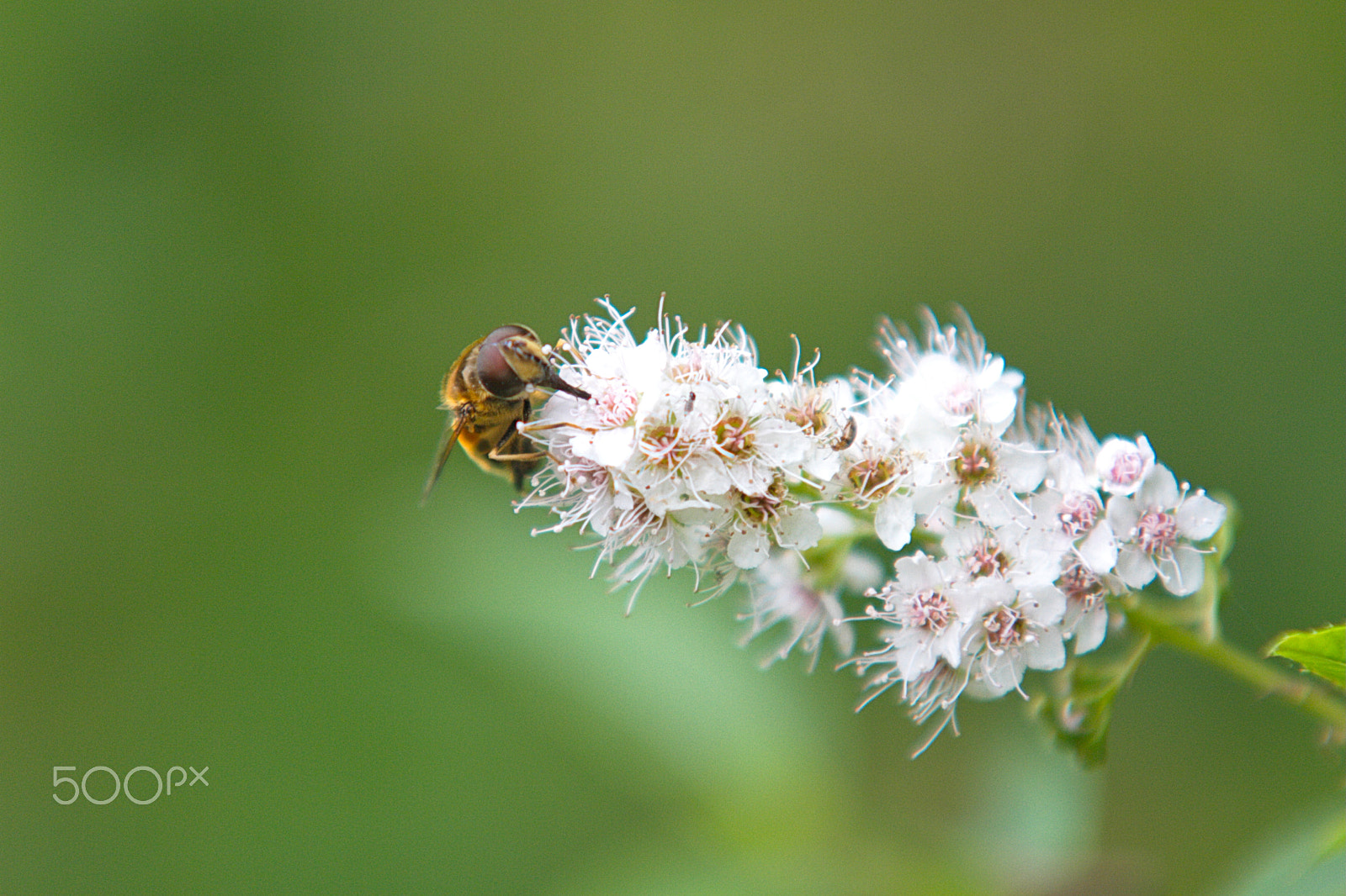 Canon EOS 7D + Sigma 70-200mm F2.8 EX DG OS HSM sample photo. Img photography