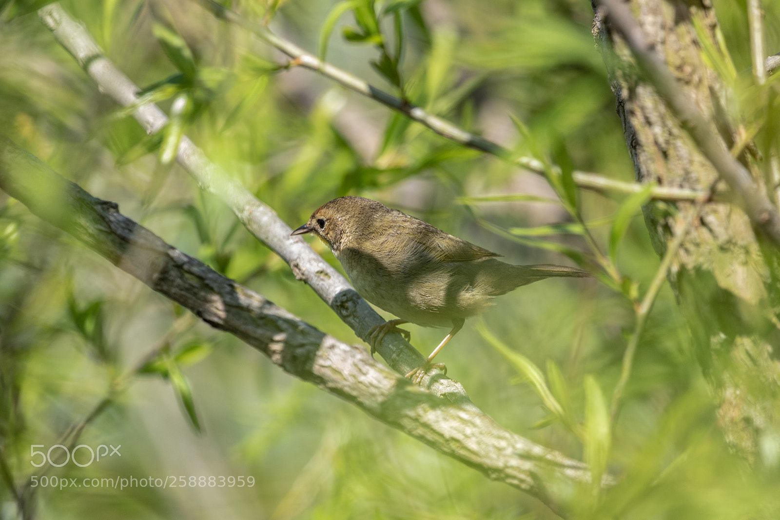 Canon EOS 750D (EOS Rebel T6i / EOS Kiss X8i) sample photo. Immature female common yellowthroat photography