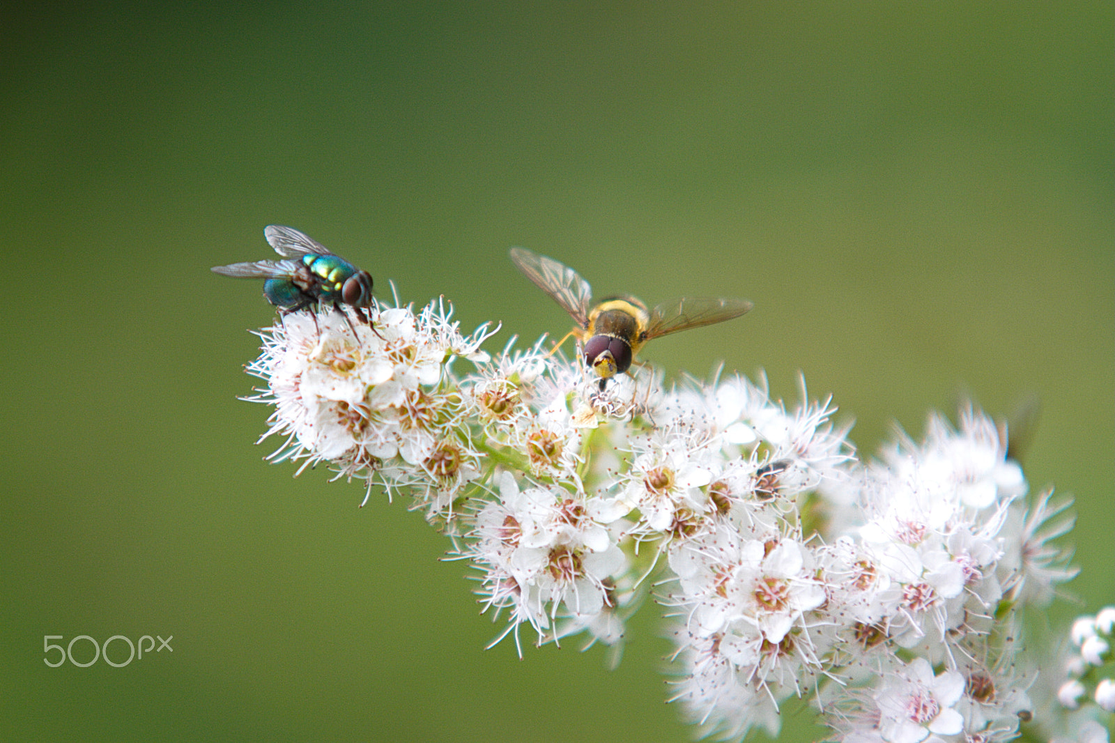 Sigma 70-200mm F2.8 EX DG OS HSM sample photo. Img photography