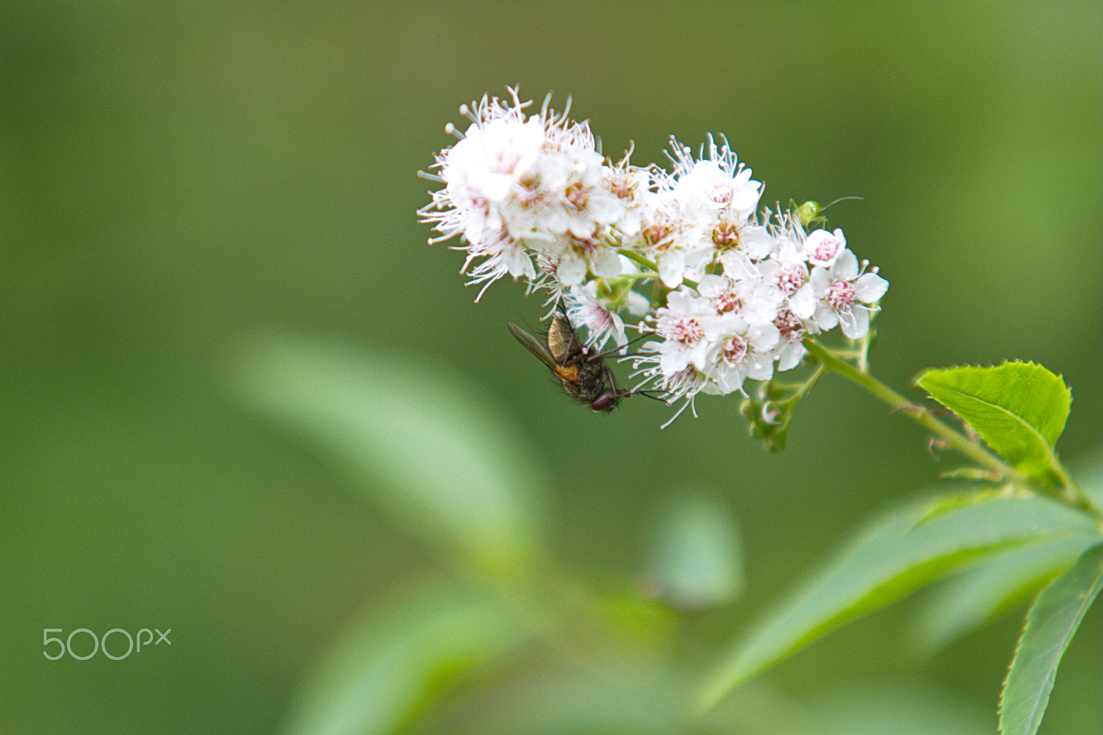 Sigma 70-200mm F2.8 EX DG OS HSM sample photo. Img photography