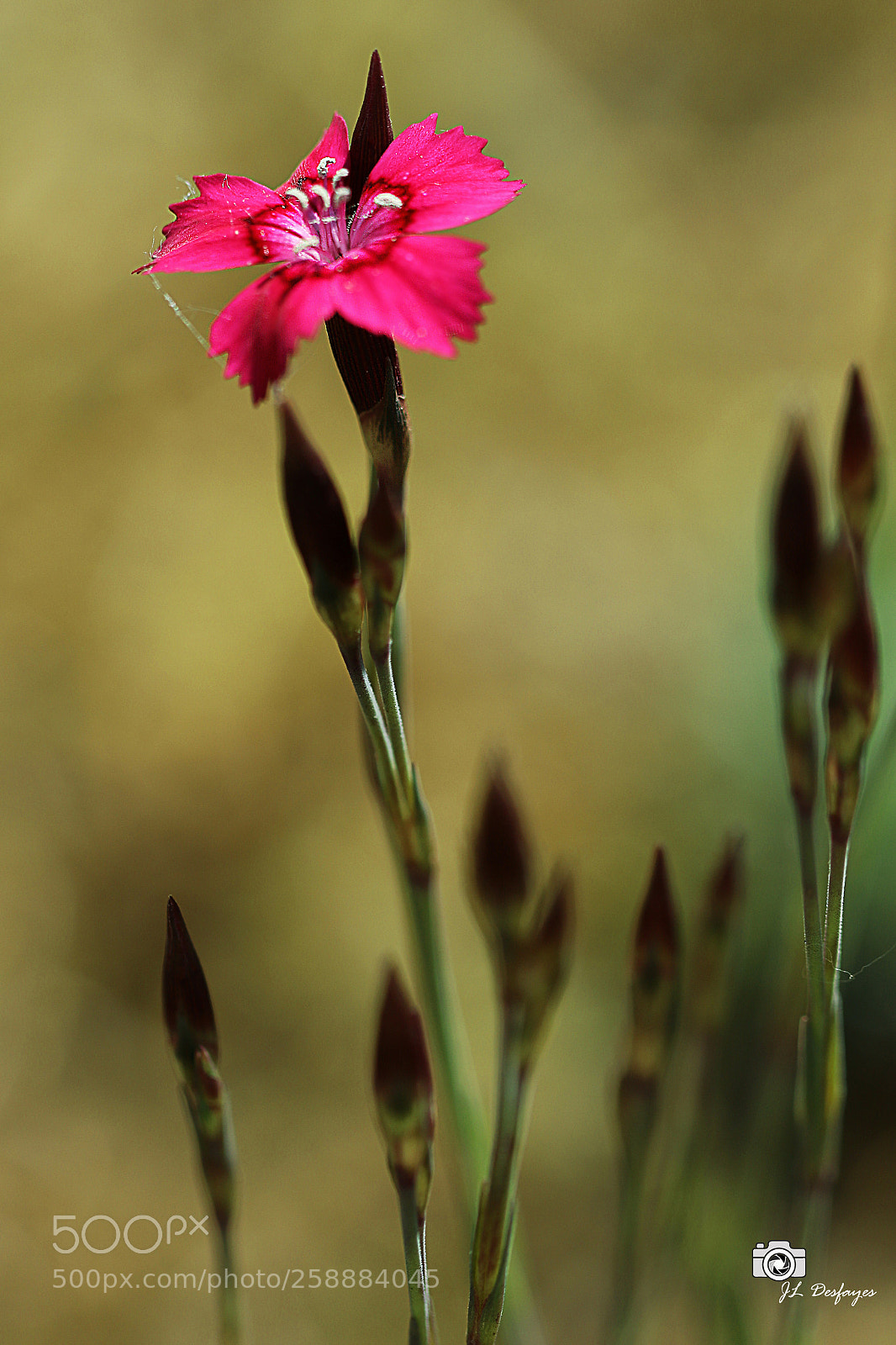 Canon EOS 7D Mark II sample photo. Za photography