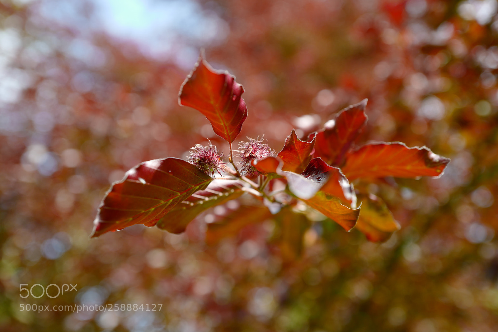 Leica Q (Typ 116) sample photo. All about red photography
