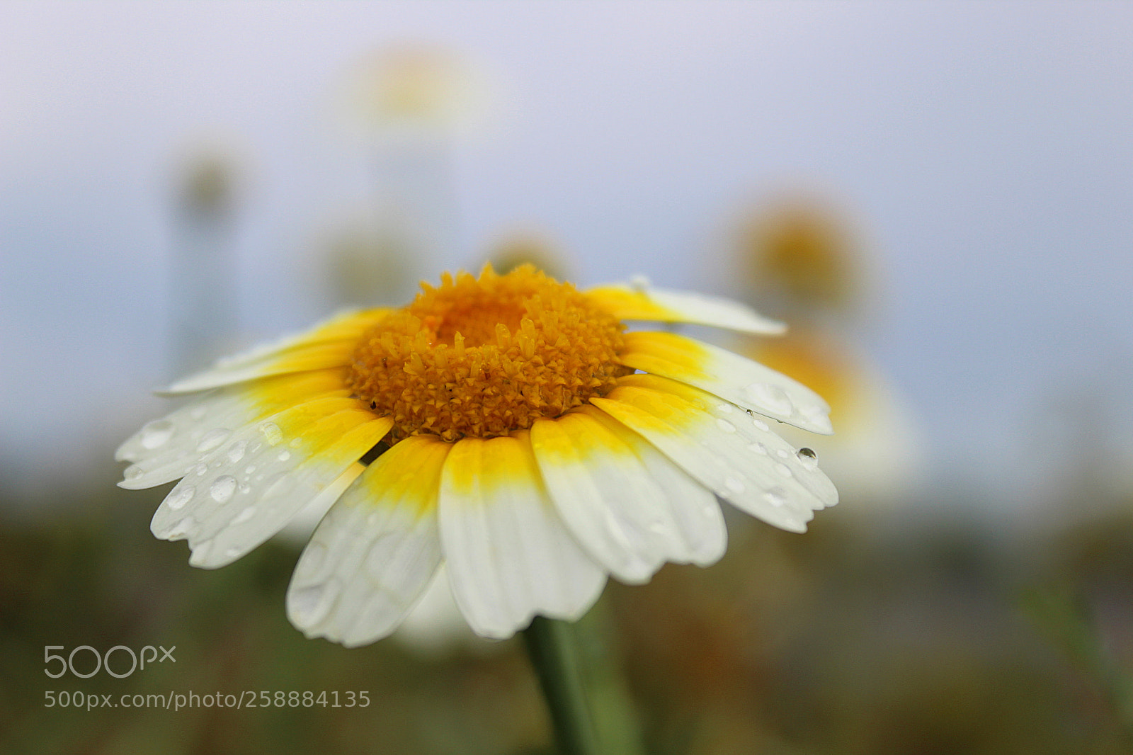 Canon EOS 1300D (EOS Rebel T6 / EOS Kiss X80) sample photo. Daisy photography