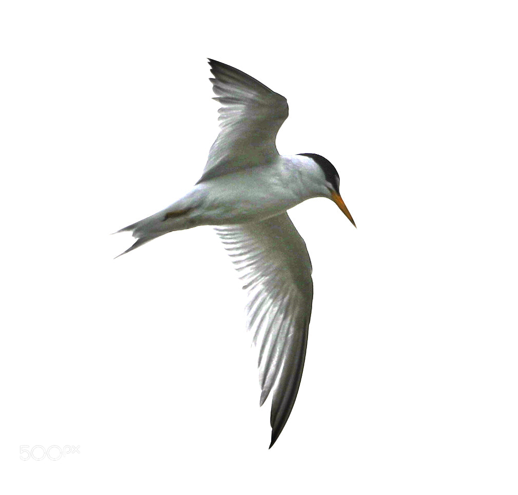Canon EOS-1D X Mark II sample photo. 05-21-18-0019214.jpg photography