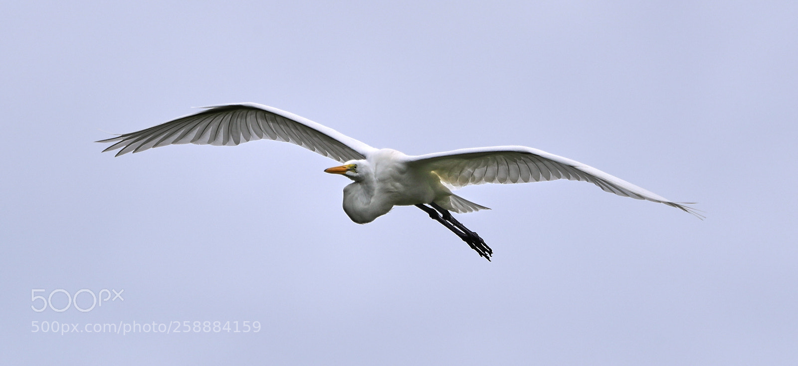 Canon EOS-1D X Mark II sample photo. 05-21-18-0019213.jpg photography