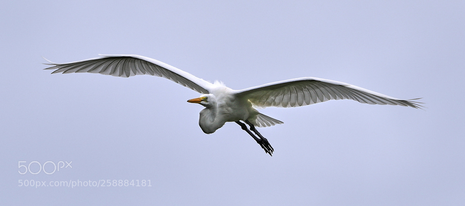 Canon EOS-1D X Mark II sample photo. 05-21-18-0019212.jpg photography