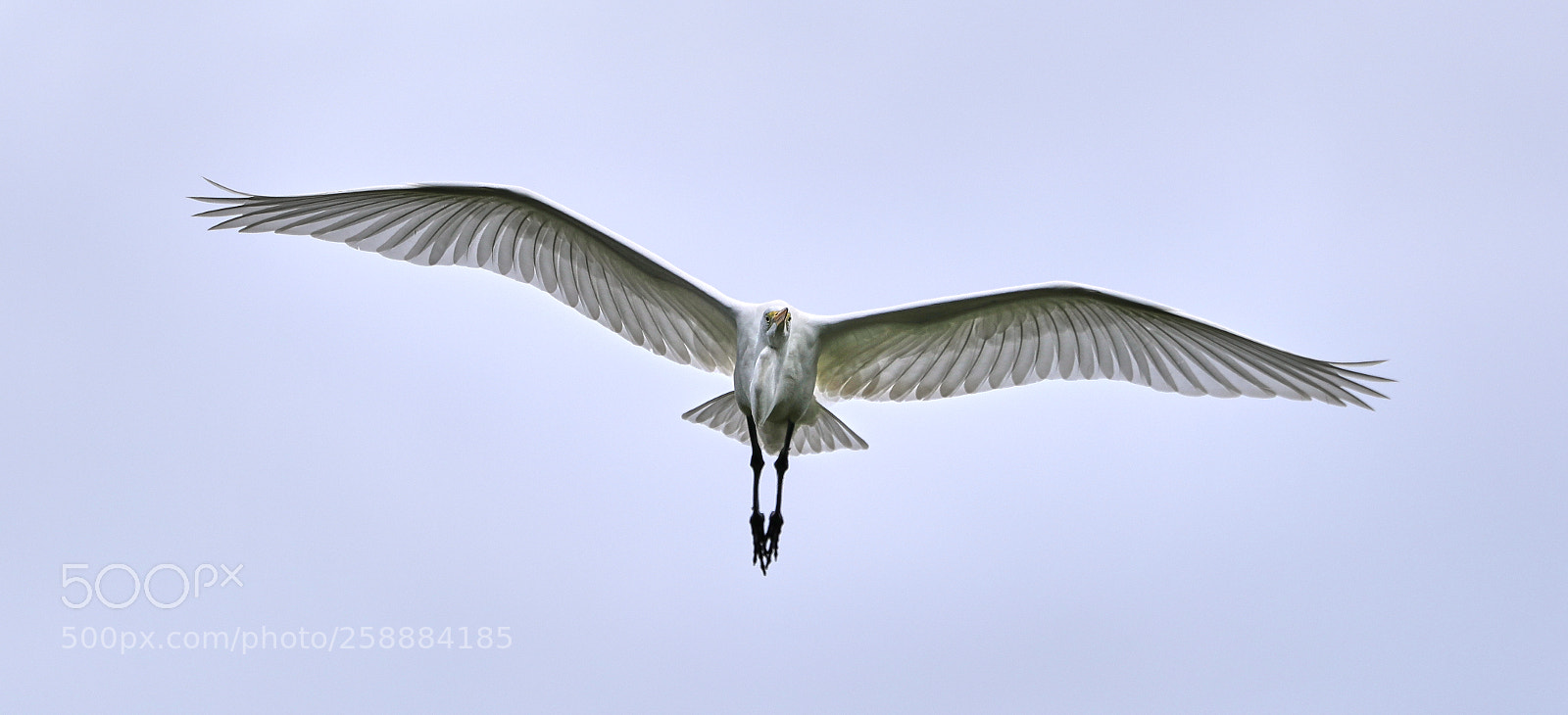 Canon EOS-1D X Mark II sample photo. 05-21-18-0019209.jpg photography
